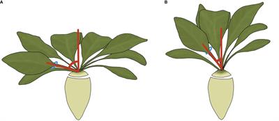 Water use efficiency responses to fluctuating soil water availability in contrasting commercial sugar beet varieties